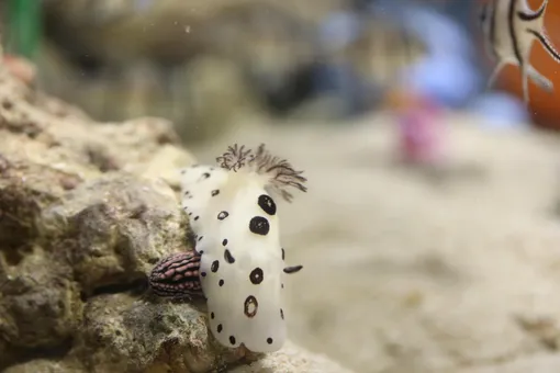 голожаберные моллюски: чем отличаются от обычных