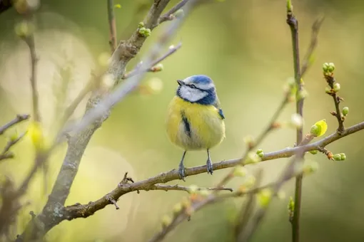 5 признаков того, что весна уже здесь, и вы могли их не заметить 5 признаков того, что весна уже здесь, и вы могли их не заметить