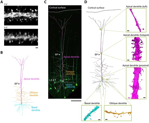 Визуализация с сверхвысоким разрешением на уровне целых нейронов и реконструкция нейронов L5 ET в S1.
