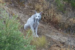 Редкость! На камеру впервые попала белая иберийская рысь в дикой природе Редкость! На камеру впервые попала белая иберийская рысь в дикой природе