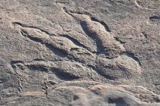 Маленькая девочка нашла отпечаток лапы динозавра Маленькая девочка нашла отпечаток лапы динозавра