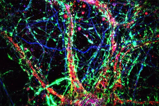 Нейроны связаны тайной сетью нанотрубок, которую не замечали больше века