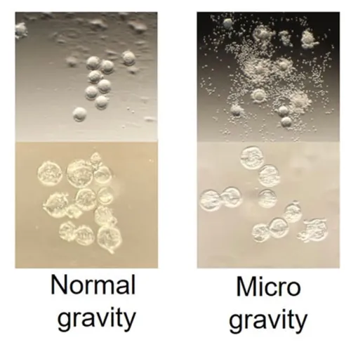 Зачатие в микрогравитации