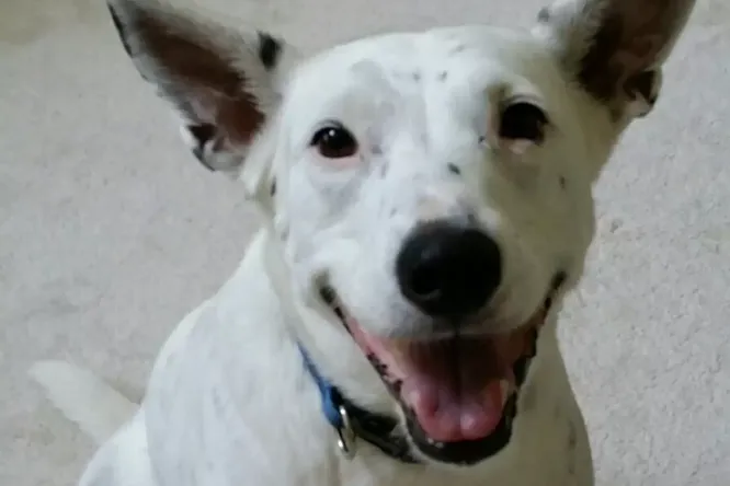 Эта собака родилась глухой и никогда не слышала лая, но изобрела свой собственный «голос»