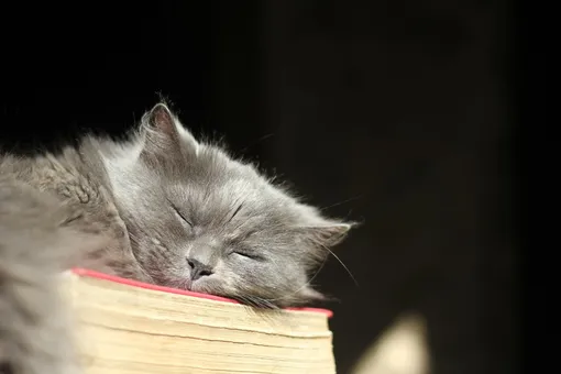 Лучшее время, чтобы узнать новое — перед сном, но не для всех. Все зависит от циркадных ритмов. Лучшее время, чтобы узнать новое — перед сном, но не для всех. Все зависит от циркадных ритмов.