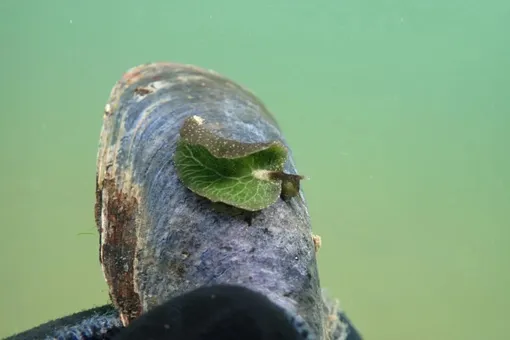 «Лист ожил»: на восточном побережье Канады замечены уникальные зеленые слизни