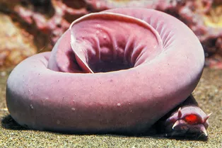 Почему миксины способны пережить укус акулы Почему миксины способны пережить укус акулы