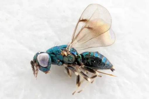 Паразитическая оса Neochrysocharis formosa