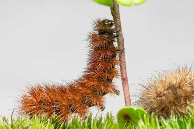 Побрить гусеницу ради науки: ученые выяснили, что это насекомое слышит волосками на теле