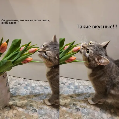 Кошка с цветами