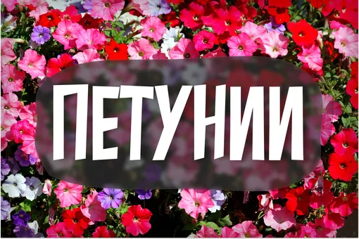 Петунии: сорта, как вырастить, когда высаживать в кашпо и открытый грунт Петунии: сорта, как вырастить, когда высаживать в кашпо и открытый грунт