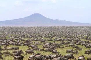 Новый подсчет животных в Африке показал, что половина мигрирующих гну «пропала без вести»