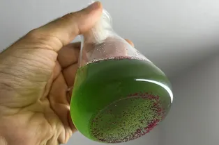 Блестки смертельно опасны для сине-зеленых водорослей: как косметика убивает экологию Земли Блестки смертельно опасны для сине-зеленых водорослей: как косметика убивает экологию Земли