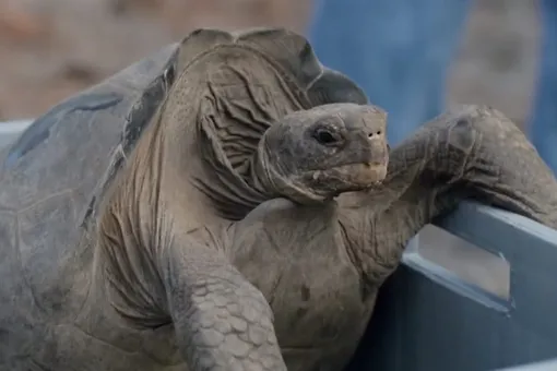 Генетический детектив: гигантские черепахи возвращаются на родину 180 лет спустя Генетический детектив: гигантские черепахи возвращаются на родину 180 лет спустя