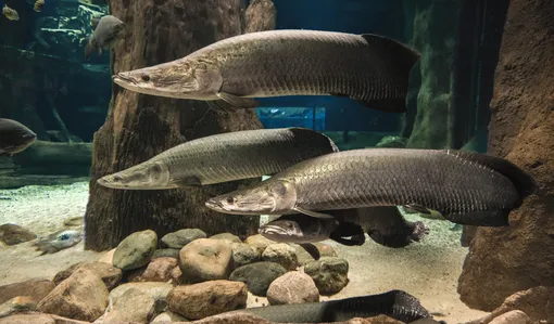 рыбы арапаймы: интересные факты рыбы арапаймы: интересные факты