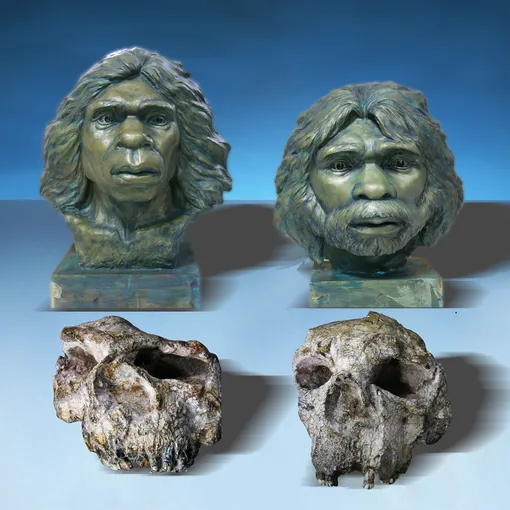 Реконструкция и ископаемые останки Юньсяньского Homo erectus. Реконструкция и ископаемые останки Юньсяньского Homo erectus.