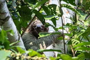 Почему ленивцы такие медленные — ответ скрыт в их кишечнике Почему ленивцы такие медленные — ответ скрыт в их кишечнике