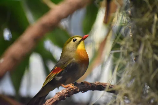 китайский соловей