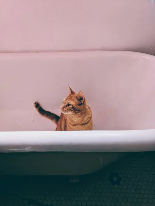 Кошка в ванной Кошка в ванной