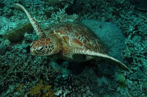 Зеленая морская черепаха (Chelonia mydas) Зеленая морская черепаха (Chelonia mydas)