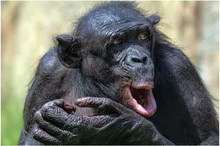 Большая разница: чем человек отличается от шимпанзе