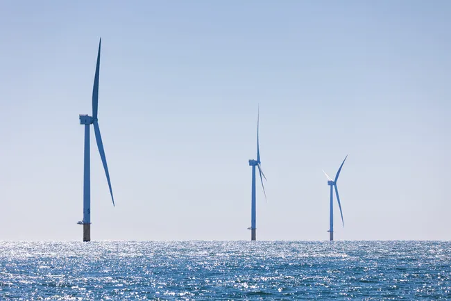 Морские ветряные электростанции превратились в заповедники для водной фауны — хотя никто такого не ожидал