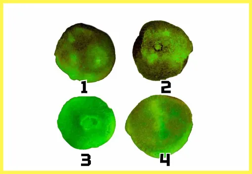 Психологический тест Психологический тест
