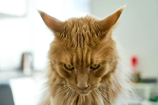 Злой кот Злой кот