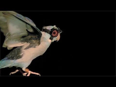 Нажми и смотри