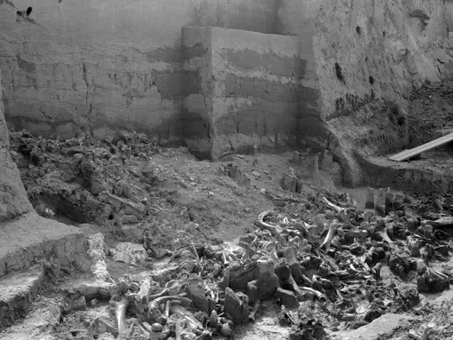 Кости мамонтов, найденные во время раскопок в 1966-68 годах