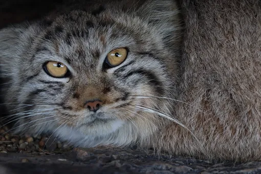 самый пушистый в мире кот — манул