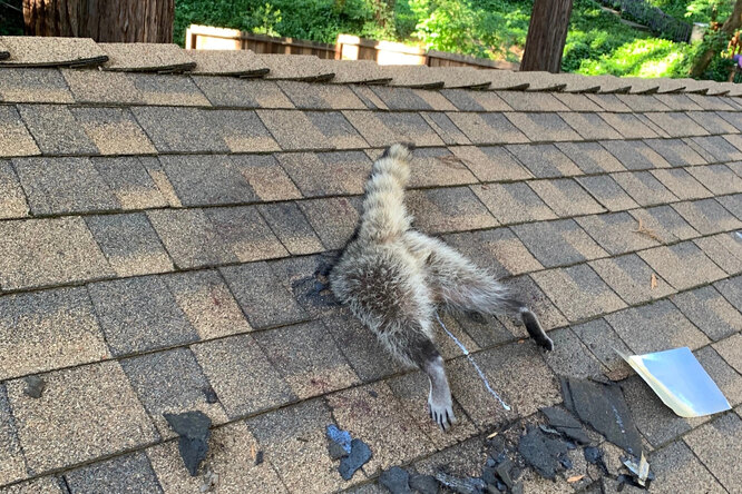 Енот застрял в отверстии крыши, пытаясь пробраться к своим детенышам. Эта история с счастливым концом!