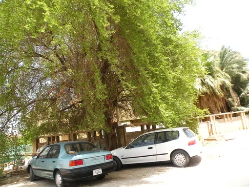 две машины припаркованные под деревом