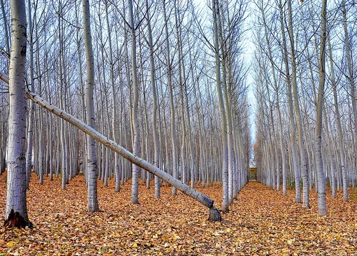 Часть заброшенных полей освоили фермеры, выращивающие древесину. коммерческая древесная ферма в айдахо