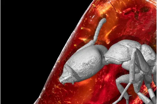 3D-реконструкция муравья