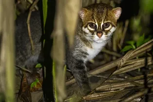 В Таиланде впервые за 30 лет нашли редчайшую суматранскую кошку