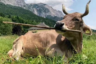 Не шутка и не мем: ученые впервые зафиксировали использование инструментов у коровы