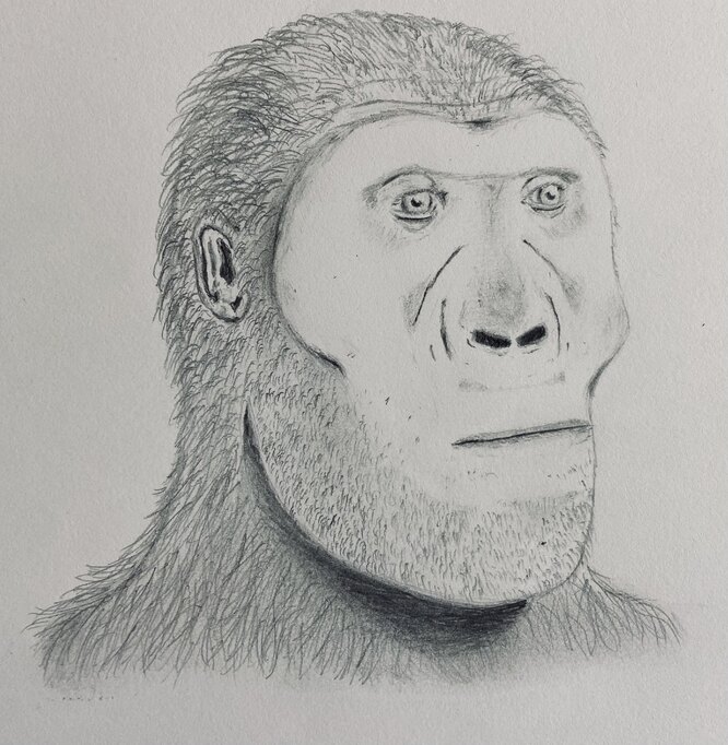 Bir Paranthropus kadınının yüzünün rekonstrüksiyonu