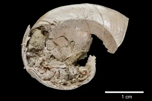 На Тайване нашли окаменелость улитки возрастом более 1 миллиона лет, которая рожала живых детенышей На Тайване нашли окаменелость улитки возрастом более 1 миллиона лет, которая рожала живых детенышей