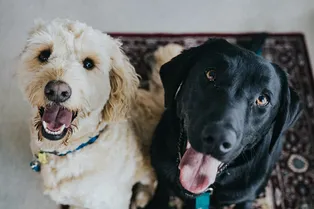 Почему собаки дают лапу и пристают к людям? Узнайте несколько интересных причин!