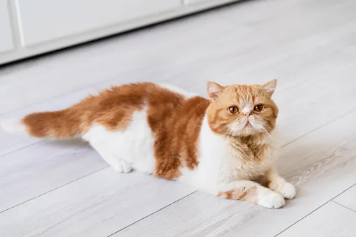 Рыжий кот лежит на полу Рыжий кот лежит на полу