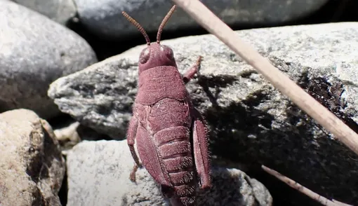 розовый кузнечик