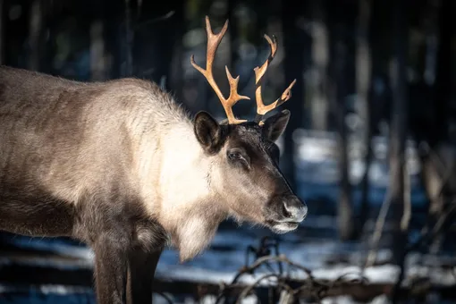 Северный олень
