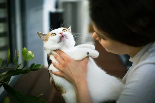 кошка и женщина кошка и женщина