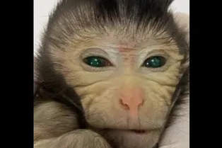 В Китае родилась обезьяна-химера! У нее «светящиеся» кончики пальцев и зеленые глаза