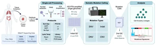 Обзор эксперимента. Протоколы сбора тканей, выделения ядер, амплификации всего генома отдельных клеток и секвенирования варьировались в разных центрах. Окончательные данные были собраны в одном центре для единообразной биоинформатической обработки, вторичного контроля качества, определения соматических мутаций и анализа. Обзор эксперимента. Протоколы сбора тканей, выделения ядер, амплификации всего генома отдельных клеток и секвенирования варьировались в разных центрах. Окончательные данные были собраны в одном центре для единообразной биоинформатической обработки, вторичного контроля качества, определения соматических мутаций и анализа.