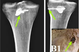 В кости воина-парфянина возрастом 2000 лет нашли застрявший наконечник стрелы