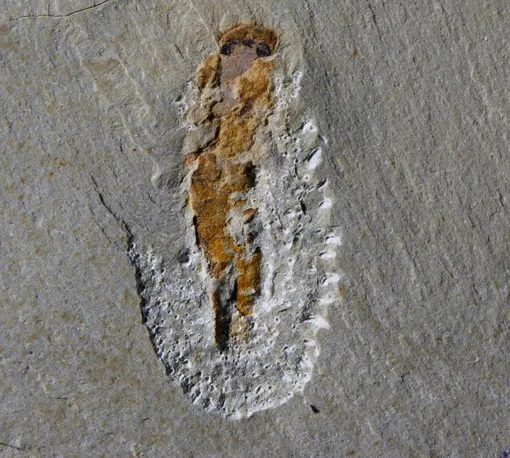 Окаменелость миллокунмингии