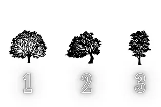 Тест: выберите дерево и узнайте, что пора изменить в жизни