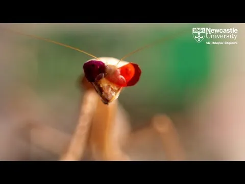 Нажми и смотри